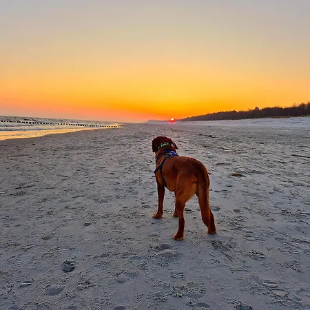 Appartement Strandwohnungen Zingst Direkt Am Meer