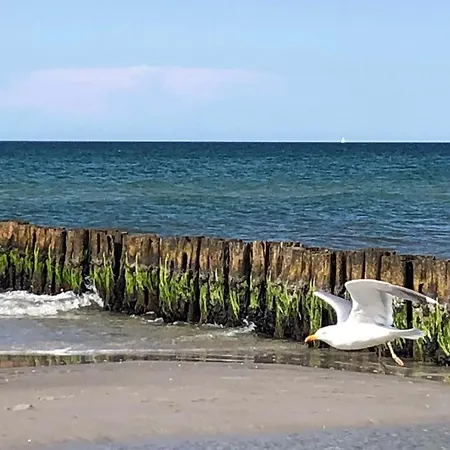 Strandwohnungen Zingst Direkt Am Meer Appartement