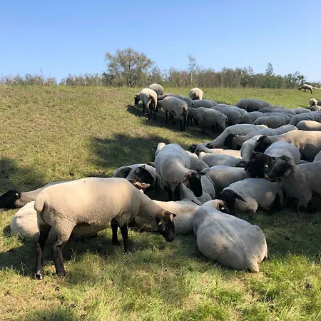 Strandwohnungen Zingst Direkt Am Meer Appartement