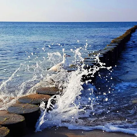 Strandwohnungen Zingst Direkt Am Meer