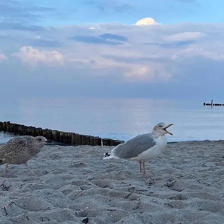 Strandwohnungen Zingst Direkt Am Meer
